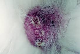 Image result for scrotum dog skin peeling