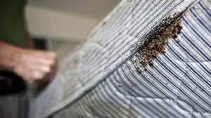 Ideas & inspiration from houston pest control services. Why You Should Opt For Affordable Bed Bugs Heat Treatment In Houston Top Daily Planner