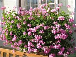 Balkon Und Beetpflanzen Geranien Balkon Blumen Pflanzen