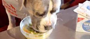 Recipe Steamy Chicken And Quinoa Soup For Dogs