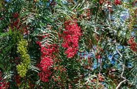 Image result for Schinus molle