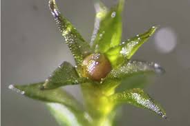 Image result for Hum Test