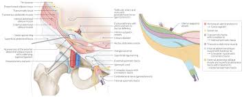 Learn vocabulary, terms and more with flashcards it makes up the bulk of the chest muscles in the male and lies under the breast in the female. Anterior Abdominal Wall Amboss