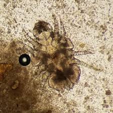 Image result for what do Cheyletiella look like in dog fur