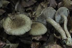 Image result for Inocybe hystrix