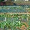Story image for food news articles from Stanford Social Innovation Review