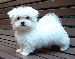 Maltese Dog Care Maltese Puppy Maltese Dogs Puppies