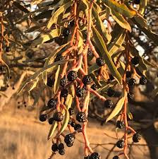 Image result for Ozoroa paniculosa