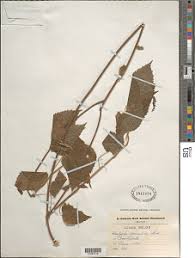 Image result for Acalypha racemosa