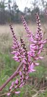 Image result for Indigofera transvaalensis