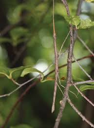 Image result for Nectaropetalum carvalhoi