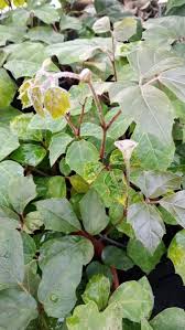 Image result for Rhoicissus