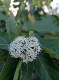 Image result for Ehretia cymosa
