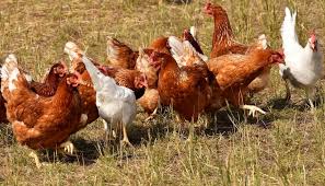 Sie sind nutztiere, die fleißig mithelfen und dir zusätzliche ernten bescheren. Huhner Im Garten Halten So Wird S Gemacht Huehner Haltung De