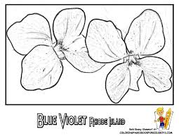 Official Rhode Island State Flower Coloring Blue Violet Flower Beautiful Http Www Yescoloring Co Flower Coloring Pages Coloring Pages Free Coloring Pages