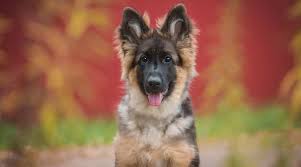 Check spelling or type a new query. German Shepherd Golden Retriever Mix Breed Info Facts Puppy Prices