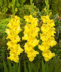 Pin On Flowers Gladiolus