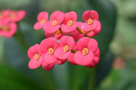 7 piante da appartamento con fiori. Piante Grasse Fiorite Le Varieta Piu Belle Colorate E Facili Da Coltivare