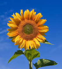 Sunflowering