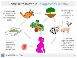 Cerca piuttosto di fare una colazione sana ogni giorno, perché questo può aiutarti ad evitare di cadere nella tentazione di fare spuntini con cibi ricchi di grassi e zuccheri. Toxoplasmosi In Gravidanza Rischi Prevenzione E Cibi Da Evitare