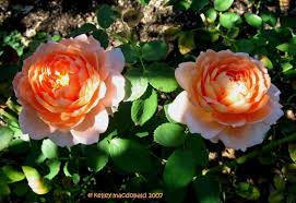 Rosa 'carding mill' (english rose) an outstanding variety particularly suited to american gardening conditions, english rose 'carding mill' features large (3 in. Plantfiles Pictures English Rose Austin Rose Carding Mill Rosa By Kell