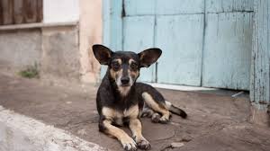El 21 de julio es el día mundial del perro. Dia Mundial Del Perro Callejero Por Que Se Festeja Cronica Firme Junto Al Pueblo