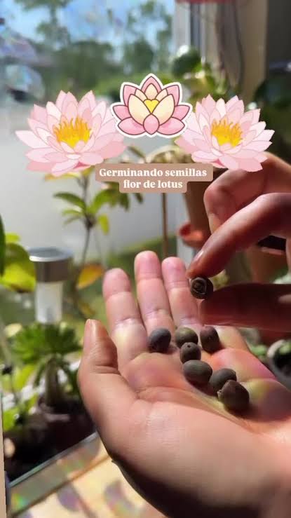 Cultivando Semillas de Flor de Loto: Parte 2