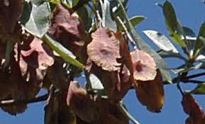 Image result for Terminalia sericea