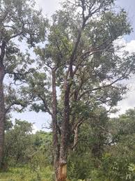 Image result for Isoberlinia doka