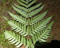 Image result for Pteris friesii