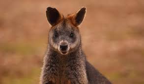 Loaded with crisp bacon, lettuce, tomato and mayo on grilled sourdough bread. The Swamp Wallaby Has Got Everyone Crying Panther Australian Geographic
