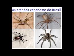 Caranguejeira ou tarântula (theraphosidae) no brasil, temos duas caranguejeiras que estão entre as maiores do mundo. Conheca As Aranhas Do Brasil E Saiba Como Se Prevenir Youtube