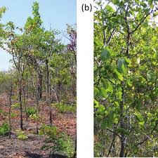 Image result for Bussea xylocarpa