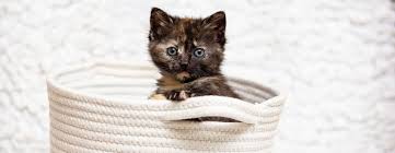 Maybe you would like to learn more about one of these? Sponsor A Claws And Paws Rescue Animal Claws And Paws Rescue West Branch Mi