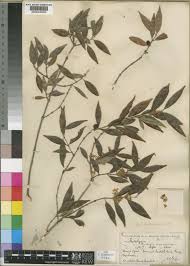 Image result for Tricalysia pallens