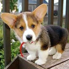 Originally bred to herd cattle, sheep, and horses, the pembroke. Adorable Corgi Puppies For Sale Home Facebook
