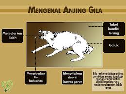 Taklifi justeru makanan untuk haiwan tidak perlu halal. Rencana Wabak Penyakit Anjing Gila Rabies Kamaluddin Muhamad