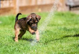Where you live is one: Puppy Vaccinations All You Need To Know Todayuknews