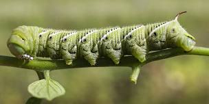 Managing Yard Pests Responsibly: Integrated Pest Management
