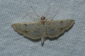 Image result for Anania perlucidalis