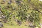 Image result for Olea chimanimani