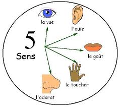 Les 5 Sens Les Cinq Sens 5 Sens 5 Sens Maternelle
