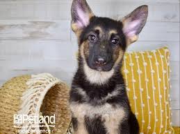 I'm a member of the missouri animal husbandry assocation. German Shepherd Puppies Petland Independence Mo