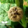 Bare roots is a hydroponic and organic supplier to. 1