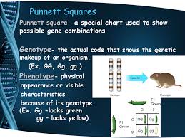 genetics mrs morgan life science 7th science 1 ppt download