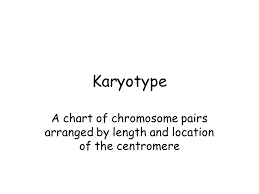 Karyotype A Chart Of Chromosome Pairs Arranged By Length And