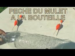 Peche Du Mulet Ou Muge A La Bouteille Youtube