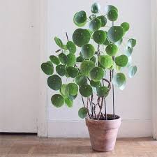 7 Chinese Money Plant Personality Trait Quirky Sweet Charismatic Care Tips Light Bright Indirect Light Water Plants Chinese Money Plant Indoor Plants