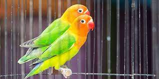 Proses burung lovebird membuat sarang tanda tanda mau bertelur salah satu ciri dan tanda burung lovebird mau bertelur yakni lovebird akan membuat serta mena. 10 Cara Ternak Lovebird Koloni Yang Benar Agar Cepat Bertelur Merdeka Com