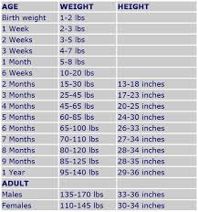 24 Expert Year And Weight Chart